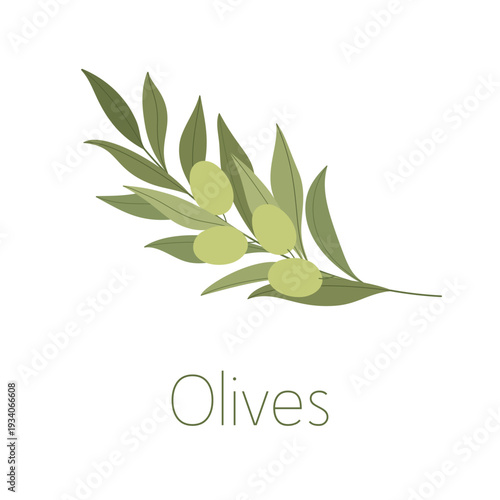 Olive branch, green olives