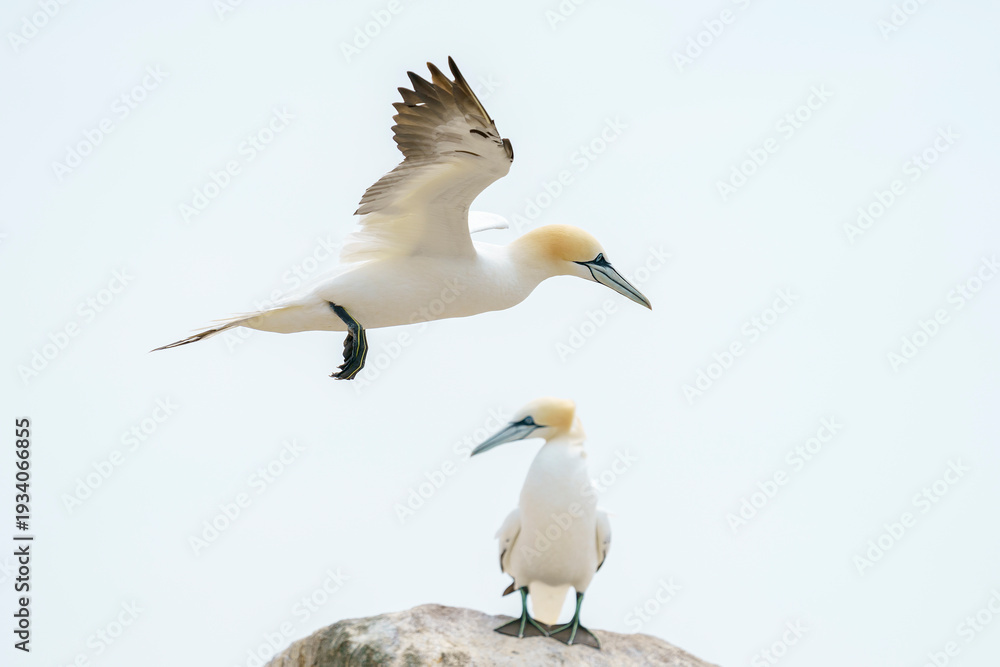 Fototapeta premium Northern gannet (Morus bassanus) in the wild