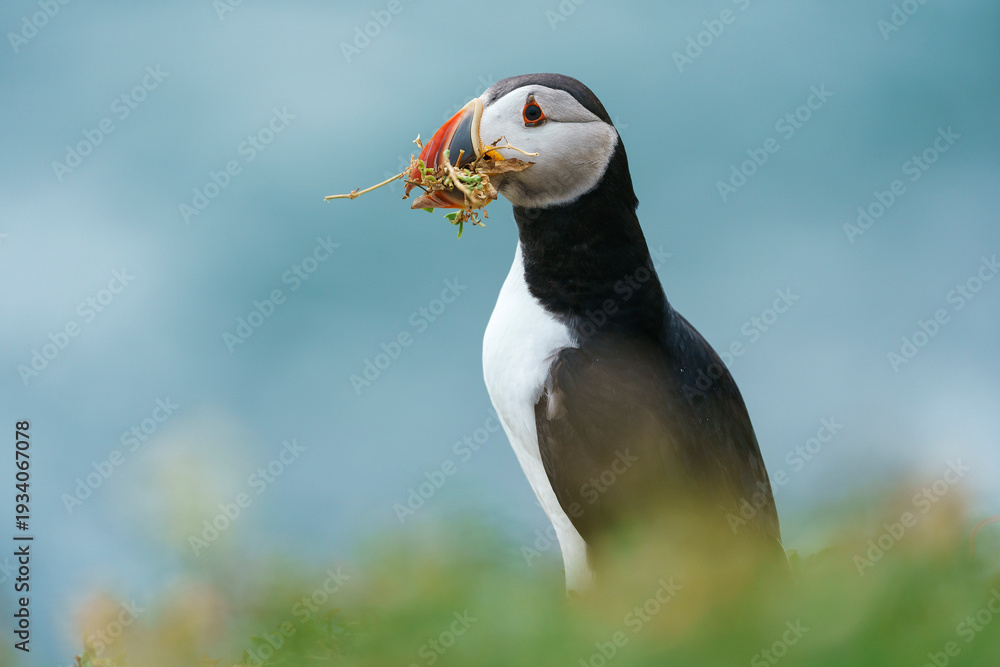Fototapeta premium Atlantic puffin (Fratercula arctica) in the wild