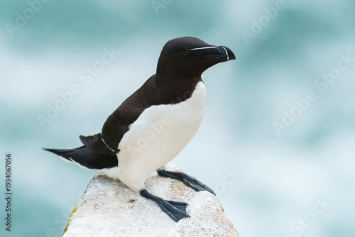 Tableau sur toile Razorbill, razor-billed auk, or lesser auk (Alca torda)