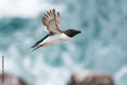 Razorbill, razor-billed auk, or lesser auk (Alca torda)