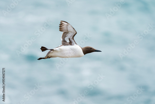 Common murre or common guillemot (Uria aalge)