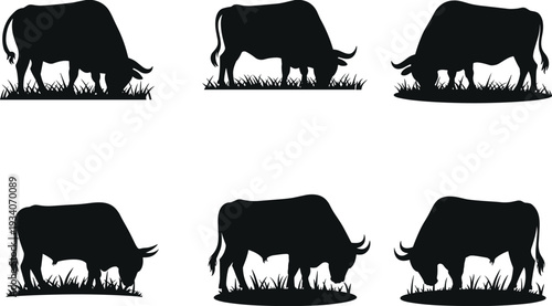 Buffalo and bison silhouette collection, wild grazing cattle vector illustration isolated on white background for wildlife design
