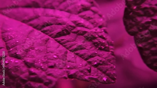 Observing Close Up Purple Leaves in Natural Scene