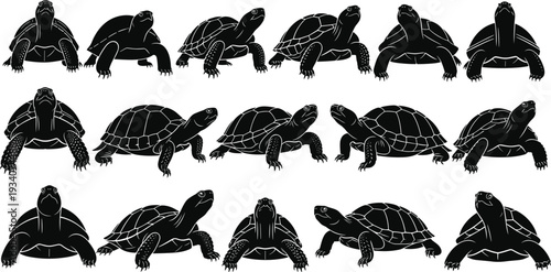 Detailed collection of turtle and tortoise silhouettes in various walking and standing poses for nature conservation wildlife education biology projects and animal graphics.