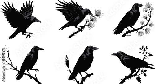Raven and crow silhouette set, black bird perched and flying vector illustration collection for gothic nature design