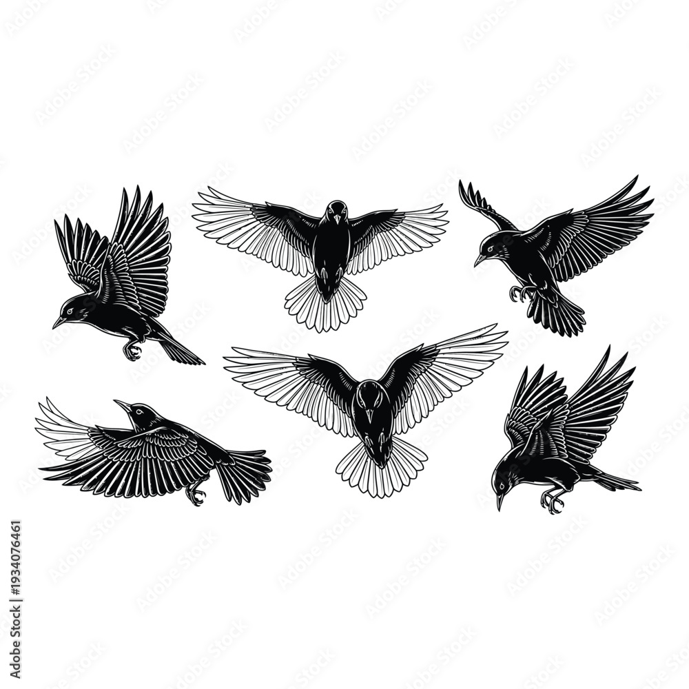 Obraz premium Group of black birds flying in different directions isolated on white background