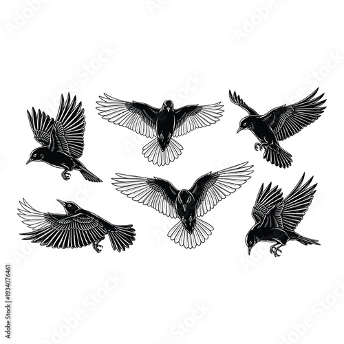 Group of black birds flying in different directions isolated on white background