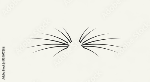 Eyelash extensions black isolated on white background for beauty and makeup concepts