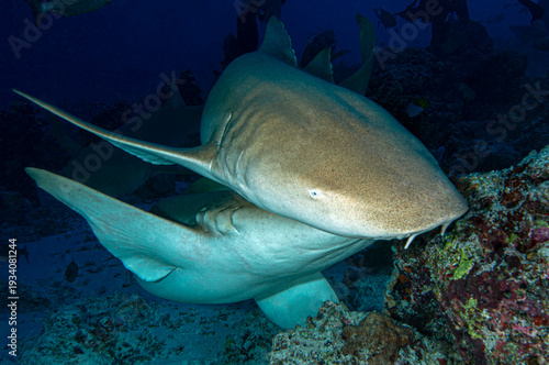 Nurse sharks hunting at night. A shark resting on the sand. Nurse sharks. A group of nurse sharks in the blue ocean. 
Close up view of Nurse shark in blue ocean. Underwater life in the Maldives.
