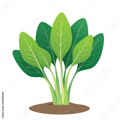 Fresh green spinach plant isolated on white background