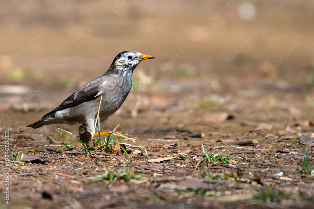 Obraz premium ムクドリ