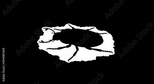 Black silhouette of a cockroach on torn white paper against a solid black background symbolizing pest control and unwanted critters