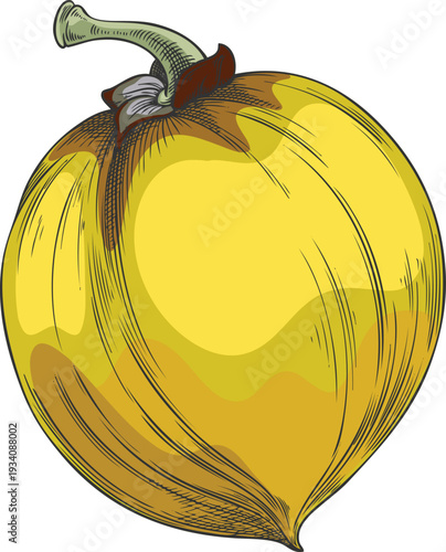 Lucuma fruit sketch, vector hand drawn fresh ripe berry, yellow eggfruit, juicy organic dessert, farm harvest superfood