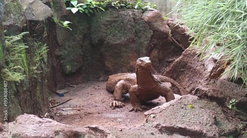 Komodo dragons resting on rocky ground in wildlife enclosure.