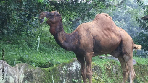 Single camel standing in a green natural environment.