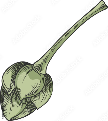 Lucuma tree stem with seed sketch, vector color hand drawn not ripe berry, eggfruit superfood farm plant isolated