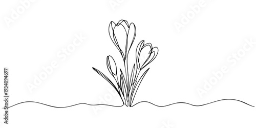 crocus flowers continuous one line drawing, Spring crocus flower in continuous line art drawing style. Minimalist black linear sketch isolated on white background. Vector illustration, Spring crocus