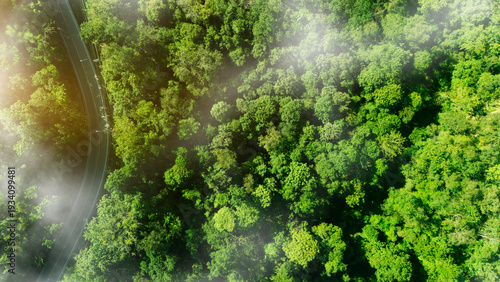 Konstfotografi Green tree nature background for carbon neutrality and net zero emissions concept