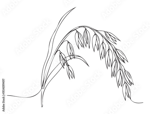 Minimalist black and white line drawing of an oat plant panicle with leaves, ideal for organic food product labeling, healthy lifestyle promotions, or botanical educational materials.