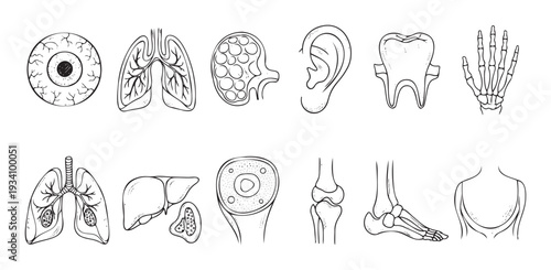 Comprehensive collection of human internal organs, skeletal structures, and body parts presented as detailed line drawings for medical education, biological study, and health awareness
