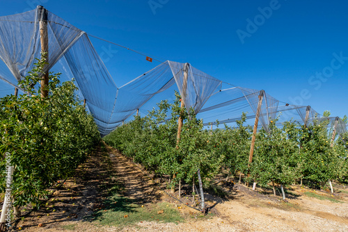 apple tree plantation, Malus domestica, Navapalos, Soria, autonomous community of Castilla y León, Spain, Europe