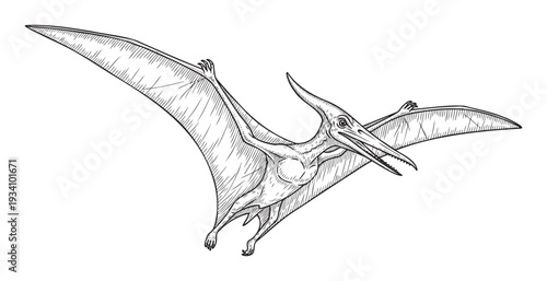 Detailed engraving of a flying Pterodactyl, an ancient prehistoric reptile with open wings and a sharp beak, perfect for historical documentaries and educational projects.