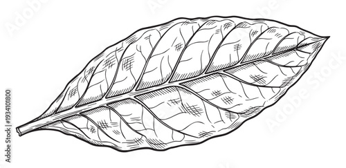 Black and white hand drawn plant leaf sketch ideal for natural product labels garden shop decorations or educational botanical identification guides