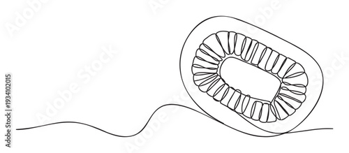 Minimalist continuous line drawing of a fruit crosssection with an abstract wavy line, perfect for modern food branding, healthy lifestyle promotions, or graphic design projects needing a