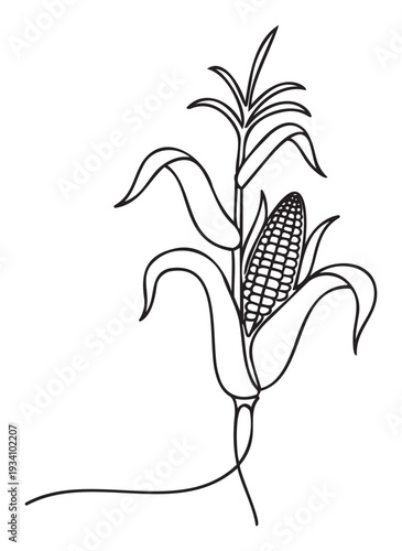 Simple single line drawing of a corn plant with a mature ear of corn, perfect for agricultural business branding, healthy food packaging, or educational material projects