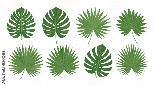 Large collection of diverse tropical palm and monstera leaves in various green shades on a clean white background for botanical design.