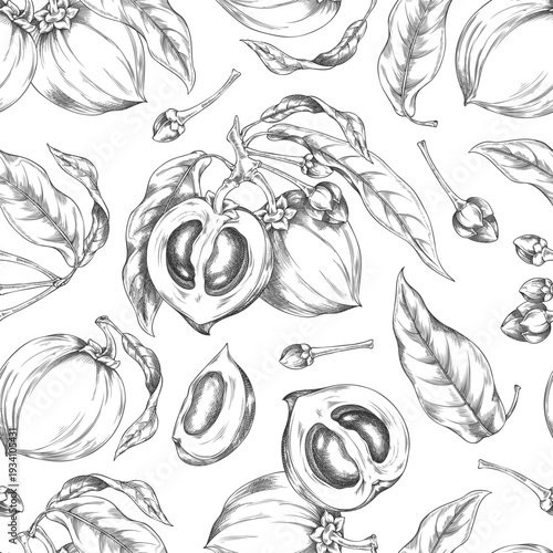 Lucuma branch with fruits and leaves vector sketch seamless pattern, engraved fresh ripe eggfruit farm harvest superfood