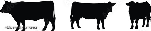 Cow silhouettes, farm animal illustration, livestock poses, cattle shapes, rural agriculture design, black silhouettes, white background, educational animal art
