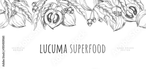 Lucuma branch with fruits and leaves vector sketch seamless border, hand drawn engraved fresh ripe eggfruits superfood