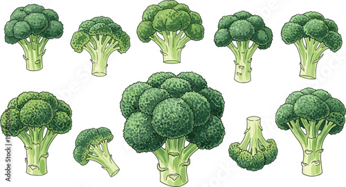 Collection of fresh green broccoli florets and vegetable stalks isolated on white background, healthy organic food ingredients for cooking and vegan diet