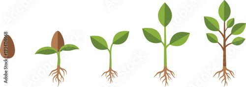 Plant growing phases vector illustration from sprout to young tree isolated on white background