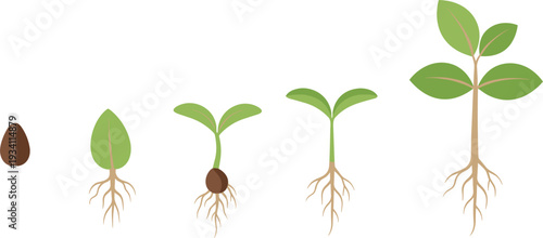 Minimal plant growth process vector set with isolated roots on white