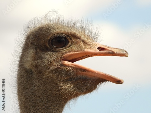 close up of an ostrich