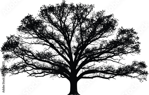 Tree silhouette illustration, mature deciduous foliage, thick trunk, wide canopy, branching symmetry, abstract vector art, black design elements, environmental nature representation
