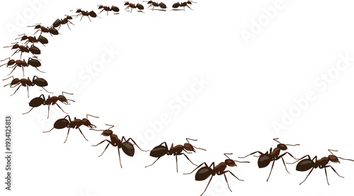 Vector illustration of a line of ants marching in a curve isolated on white background, colony of insects following trail for nature design