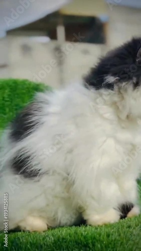 Majestic black and white Persian cat sitting on green carpet outdoors