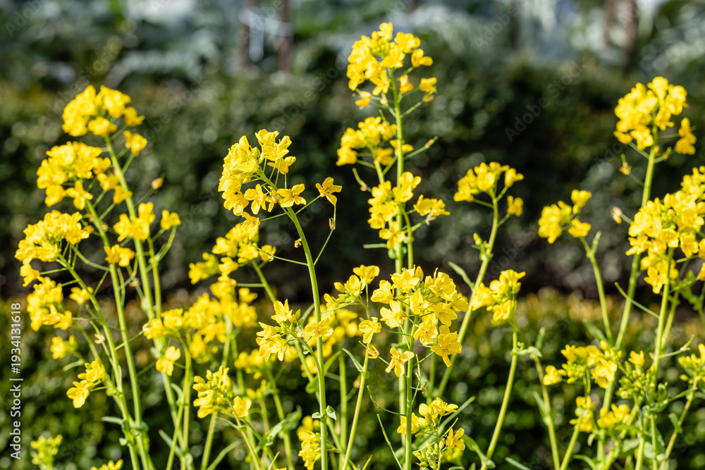 Obraz premium Turnip greens from Santiago grown in a garden