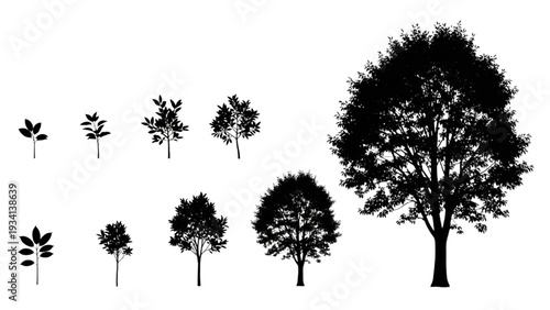 Silhouettes of Trees in Different Stages of Growth and Mature Size