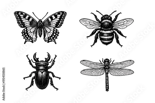 A collection of four detailed white insect illustrations on a black background, featuring a butterfly, a bumblebee, a stag beetle, and a dragonfly in a vintage engraving style.