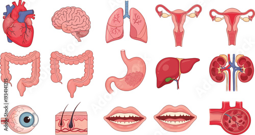Human internal organs vector collection with heart brain lungs stomach liver kidney anatomy illustration