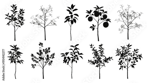Collection of Various Silhouette Trees with Leaves and Fruits