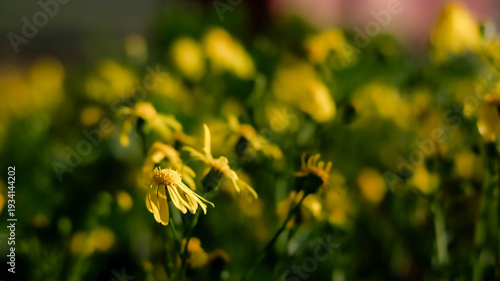 field of yellow flowers