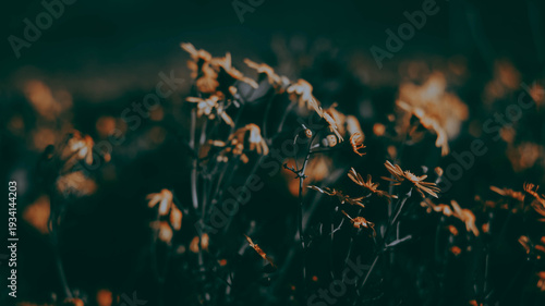 grass and flowers