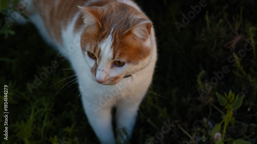 A cat walks in the grass with wildflowers