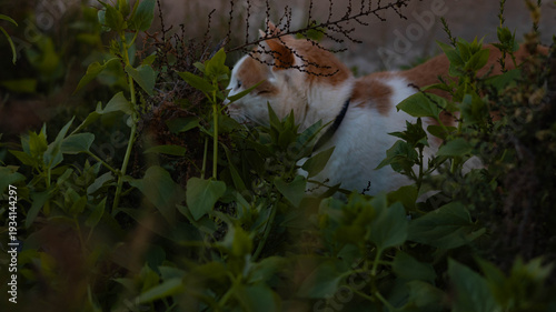 A cat walks in the grass with wildflowers